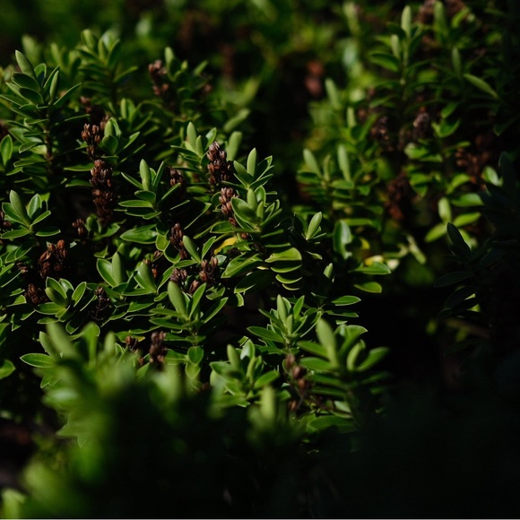 Meet your Posher, Alina - Picture 1 of 1